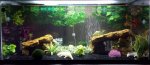 axolotl tank cropped.jpg