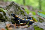 DSC_08421.jpg