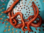 Bolitoglossa platydactyla 3.jpg Bolitoglossa platydactyla 3.jpg