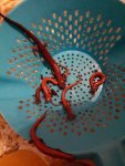 Bolitoglossa platydactyla 2.jpg Bolitoglossa platydactyla 2.jpg