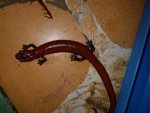 Bolitoglossa platydactyla 1.jpg