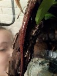 Bolitoglossa platydactyla 4.jpg Bolitoglossa platydactyla 4.jpg