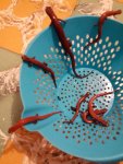 Bolitoglossa platydactyla 5.jpg Bolitoglossa platydactyla 5.jpg