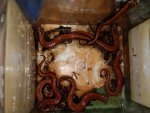 Bolitoglossa platydactyla 6.jpg Bolitoglossa platydactyla 6.jpg