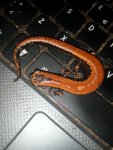 Bolitoglossa platydactyla 8.jpg Bolitoglossa platydactyla 8.jpg