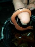 Bolitoglossa platydactyla 9.jpg Bolitoglossa platydactyla 9.jpg