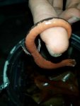 Bolitoglossa platydactyla 9.jpg