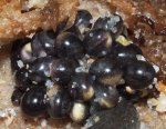 D.cf.auriculatus #160 with eggs and hatchling 12_1_14 PC010187.jpg