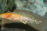 26557d1356377570-what-wrong-these-axolotls-img_1090-copy.jpg