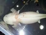 Axolotl 1.jpg