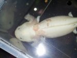 Axolotl 2.jpg