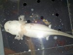 2015-01-03 axolotl 1.jpg