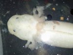 2015-01-03 axolotl 2.jpg