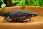 150122_newts_002.jpg