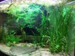verrucosus tank..jpg