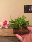 Coconut aquarium plant.jpg