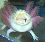 OMG! axolotl.jpg