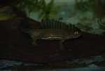 DSC_0038.jpg