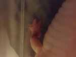 IMG_0148.jpg