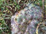 eggs in the field.jpg eggs in the field.jpg
