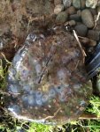 salamander eggs perhaps.jpg