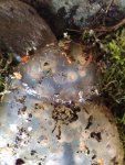 Salamander eggs maybe.jpg