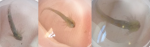 axi9.png