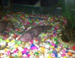 Screen shot 2015-04-19 at 7.35.20 PM.jpg