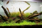 Freshwater-Planted-ADA-Aquarium.jpg