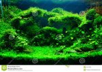 green-planted-aquarium-aquascaping-beautiful-tropical-freshwater-35727822.jpg