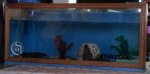 new tank.jpg