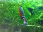 SpawningNewt.jpg