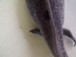 DSCF9181.jpg