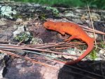 red eft.jpg