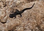 ozark mountain herping 028.jpg