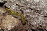 ozark mountain herping 036.jpg