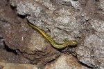 ozark mountain herping 053.jpg