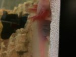 axie3.jpg