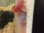 axie2.jpg