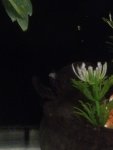 IMG_1239.jpg
