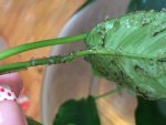 anubias2.jpg
