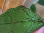 anubias3.jpg