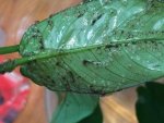 anubias4.jpg