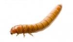 mealworm.jpg