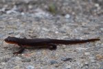 OrangeBlackNewt.jpg