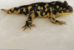 dwarf Tiger Salamander.jpg