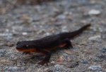 OrangeBlackNewt2.jpg