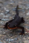 OrangeBlackNewt3.jpg