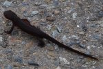 OrangeBlackNewt4.jpg