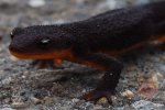 OrangeBlackNewt5.jpg